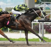 Iro Otoko<br>Photo by Singapore Turf Club